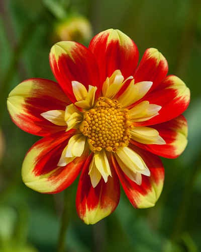 DÁLIA (GEORGÍNA) POOH 10 ks